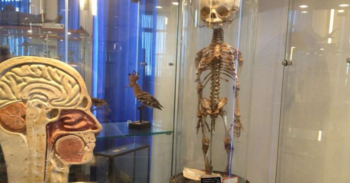 Nel liceo Flacco la ''Teca della memoria'': 240 anni di storia barese